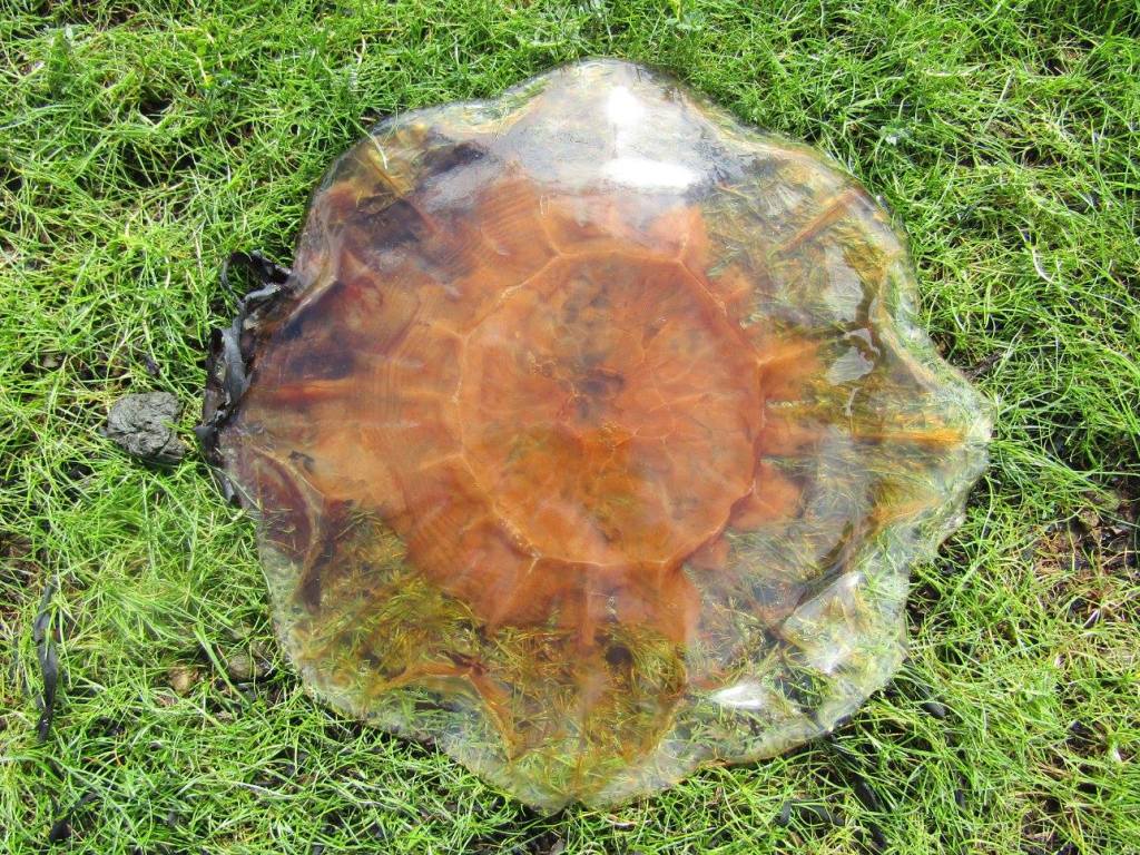 Photographie UK meduse