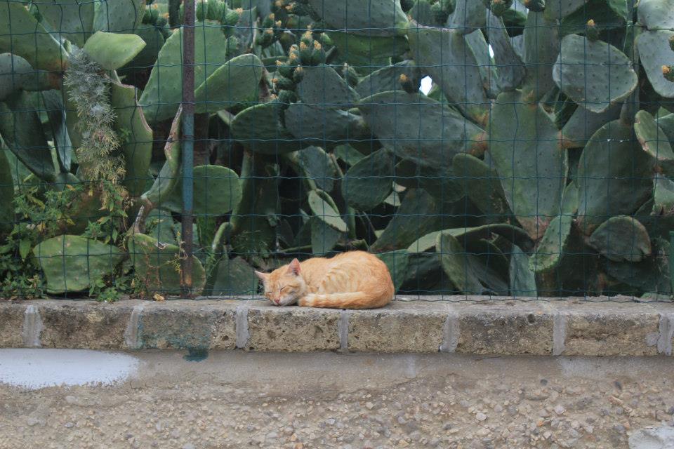 Photographie chat Naples