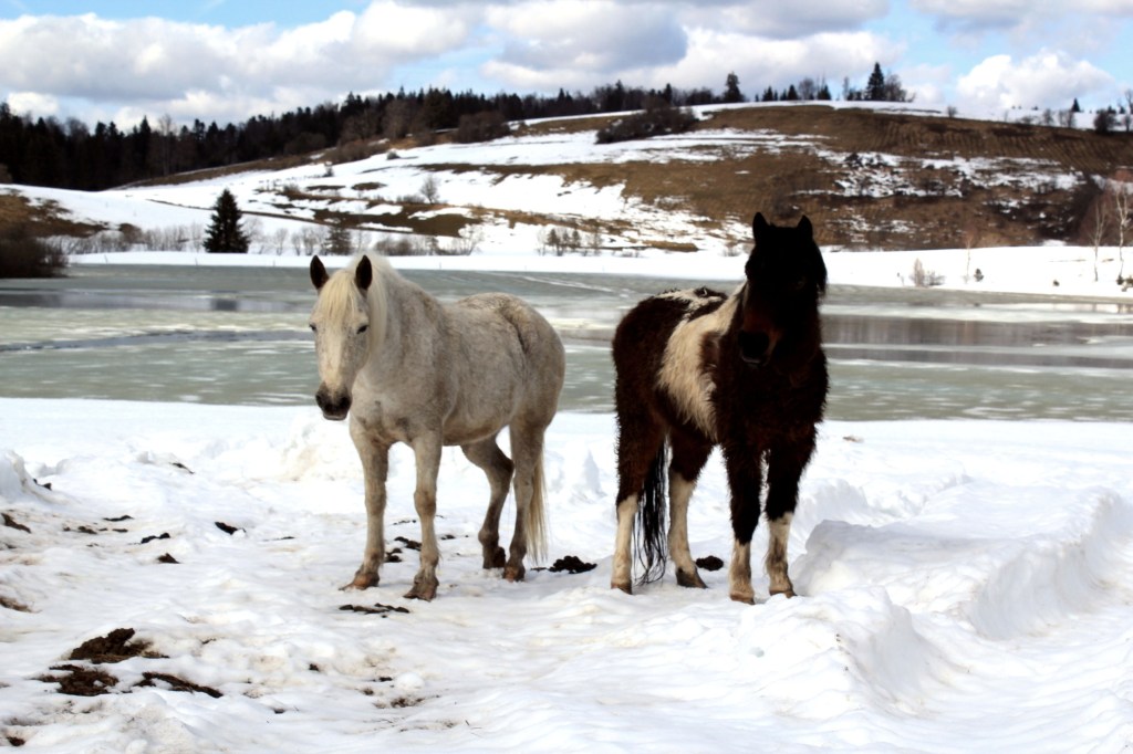 Photographie Jura paysage chevaux etang