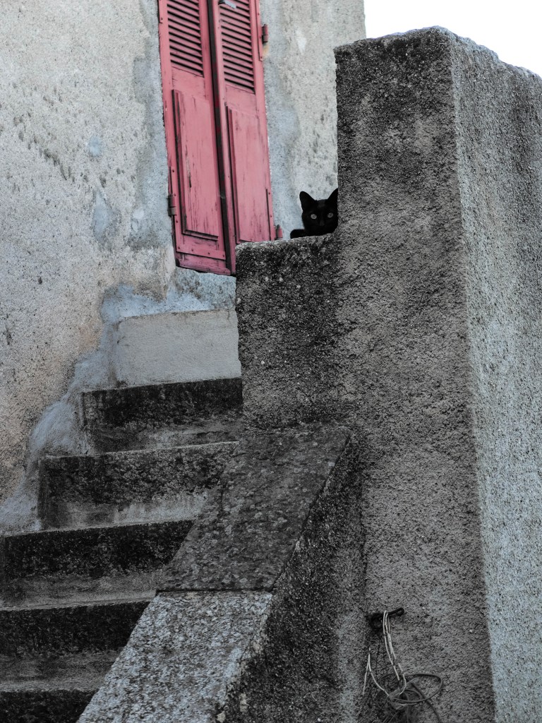 Photographie Corse chat