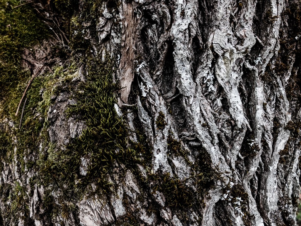 Photographie tronc d arbre